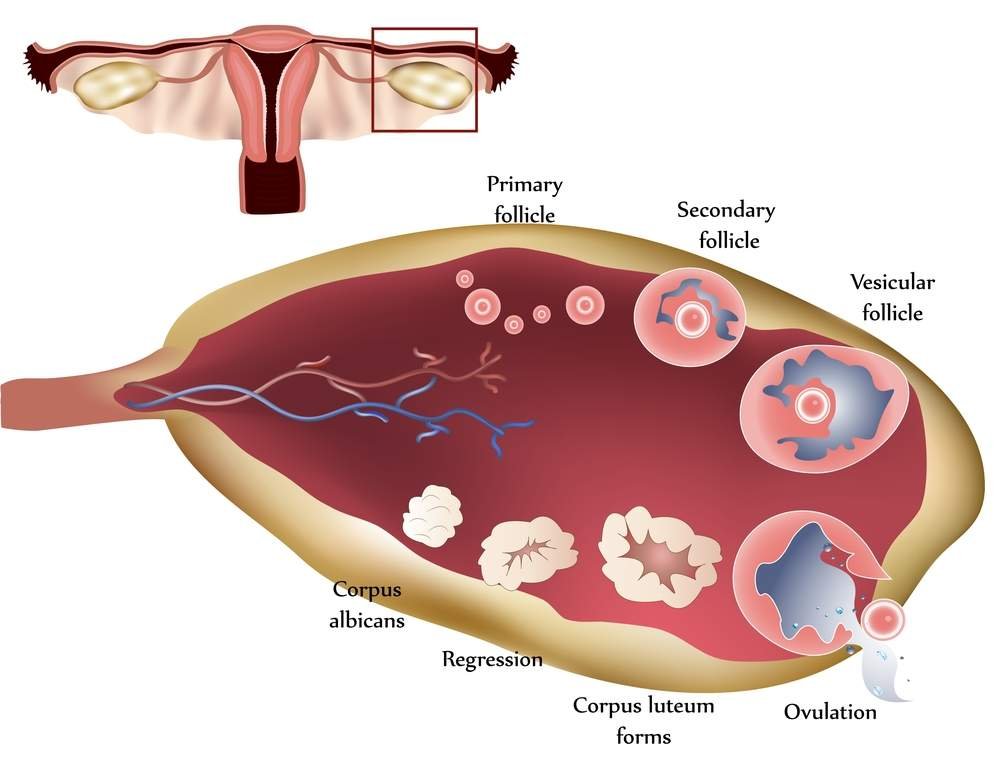 Ovulation Induction In India