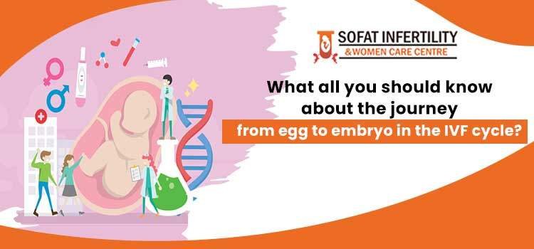 What all you should know about the journey from egg to embryo in the IVF cycle?