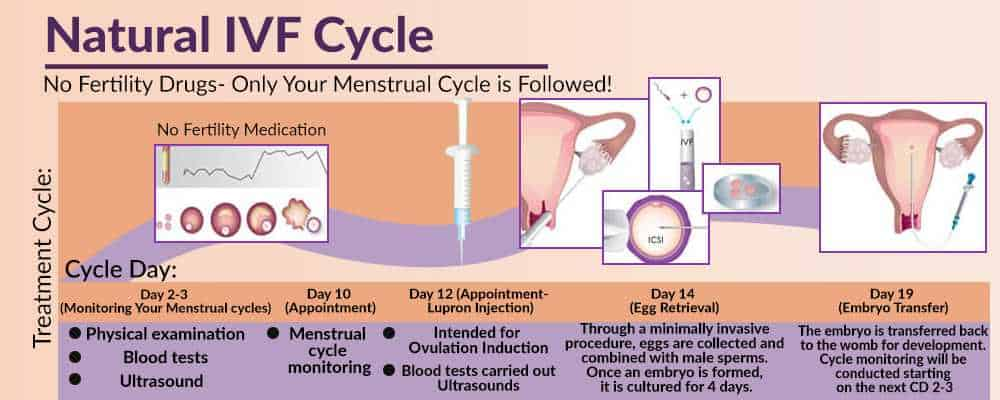 Natural IVF cycle chart showing treatment days and monitoring